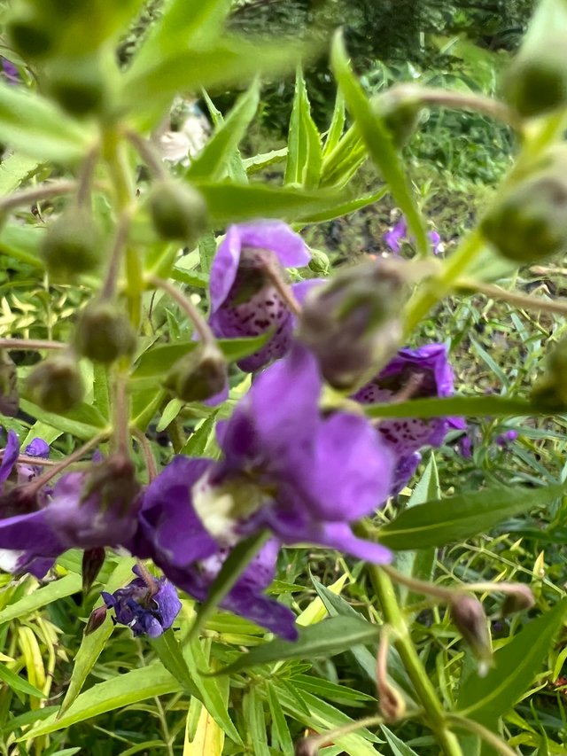 IMG_7073.jpeg
