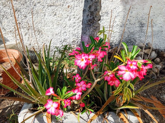 IMG_20250509_085624_396-EFFECTS.jpg