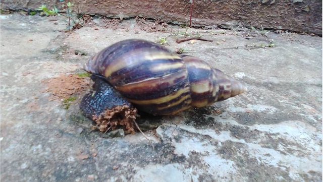 The Big Snail I Found.jpg