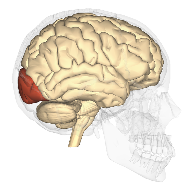 Occipital_lobe_-_lateral_view.png