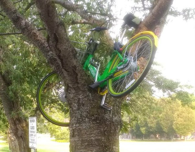 limebike-tree-crop-1.jpg