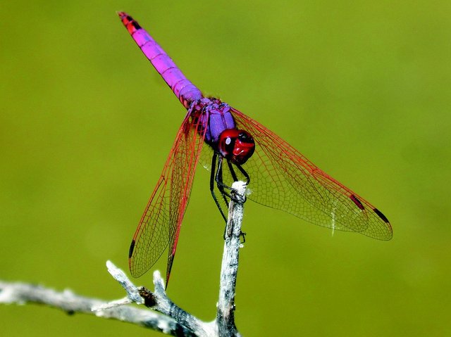 red-dragonfly-2494577_960_720.jpg