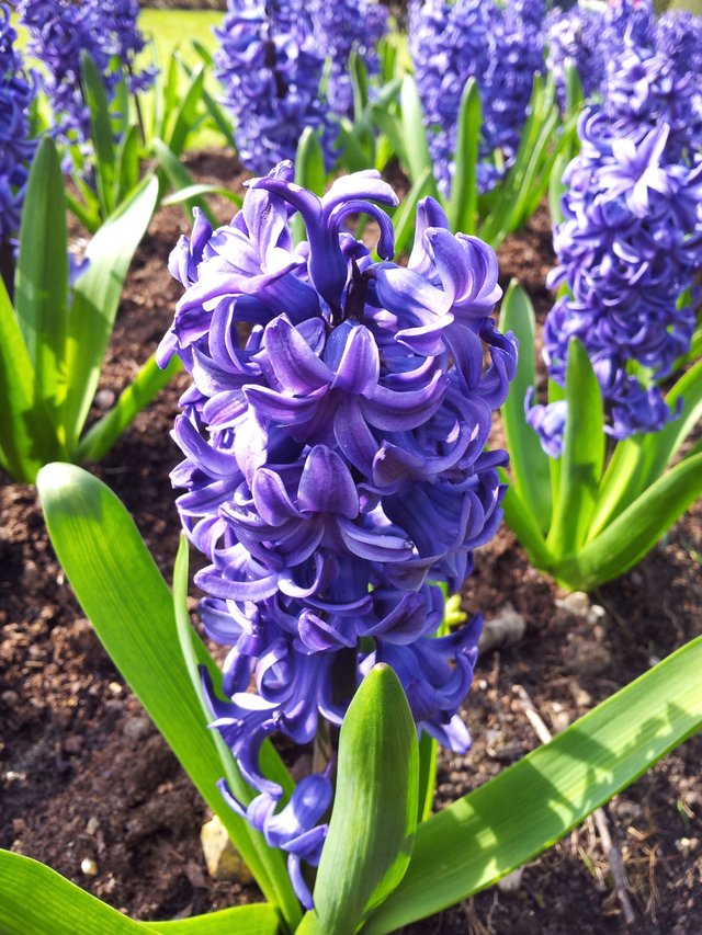 Hyacinth_-_Anglesey_Abbey.jpg