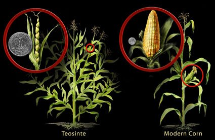 maize-and-wild-ancestor-comparison.jpg