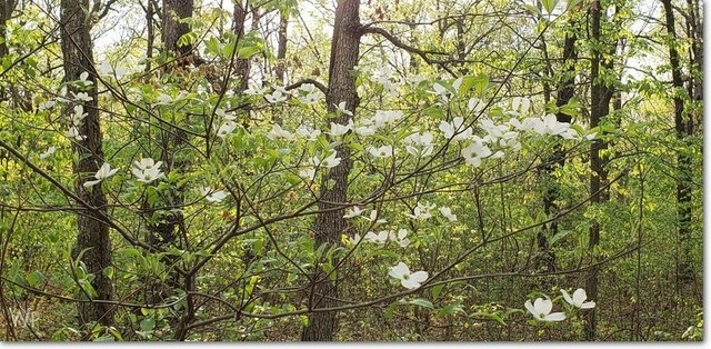 Dogwood Tree.jpg