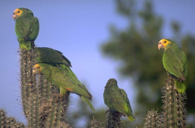 Cotorras margariteña.jpg