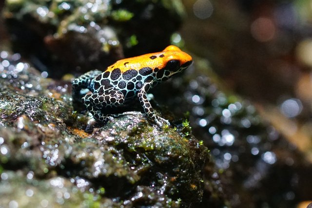 poison-dart-frog-921684_1280.jpg