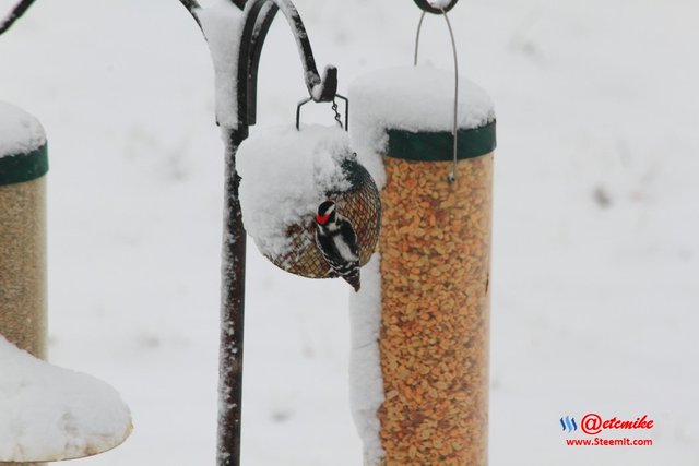 Downy Woodpecker PFW10_0292.JPG