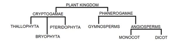 kingdom-plantae-fdh452s.jpg