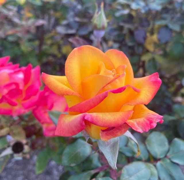 IMG_20250625_091630.jpg