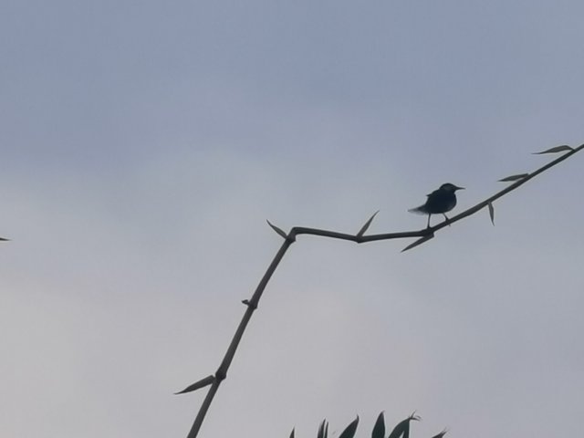 IMG_20240825_175344.jpg