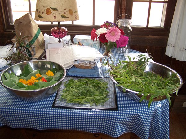 Lemon verbena and nasturtiums for dehydrator crop October 2019jpg.jpg