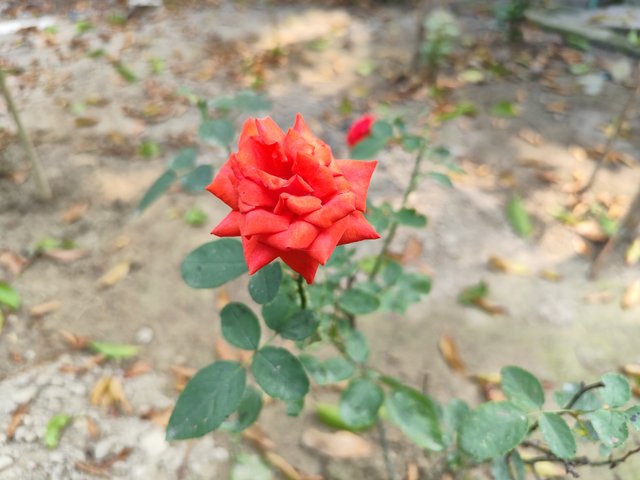 IMG_20250611_095005.jpg