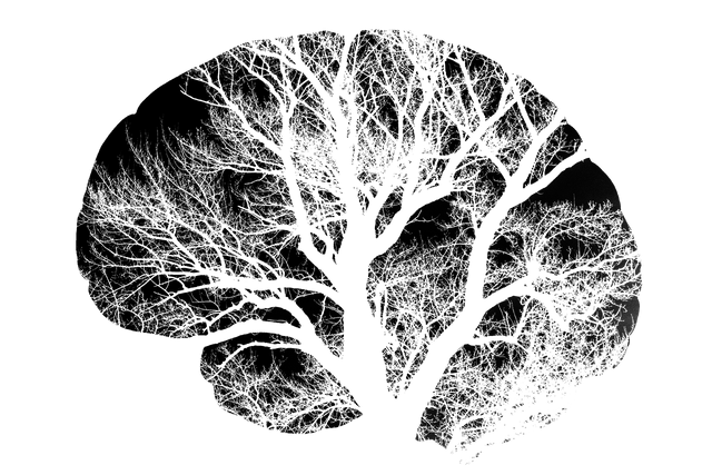 brain-2139197_1280.png