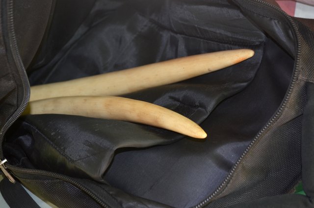 3.12 Ivory trade,small tusks for sale Arthur,Cameroon,2015.jpg