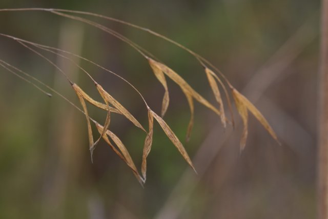 drystuff grass on wind 3.jpg