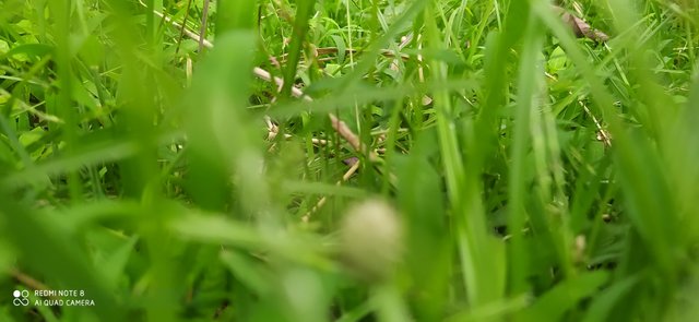 IMG_20200519_140639.jpg