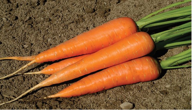 Carrot-1234-5b962001a0f3e.jpg