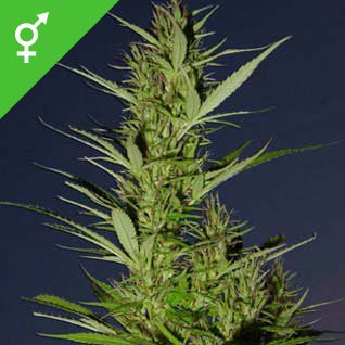 durban-poison-photo.jpg