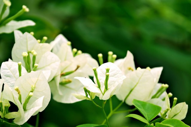 bougainvillea-7478558_1280.jpg