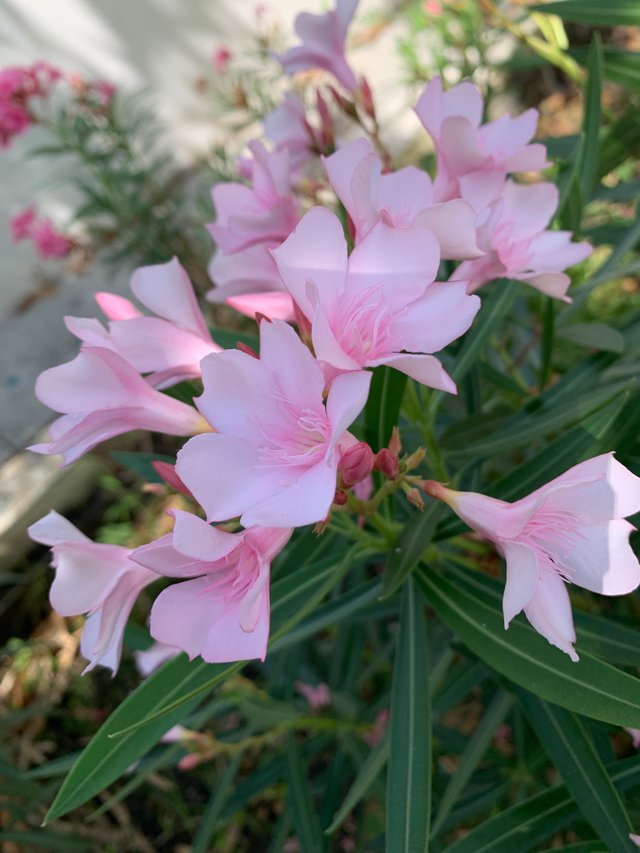 garden31.jpg
