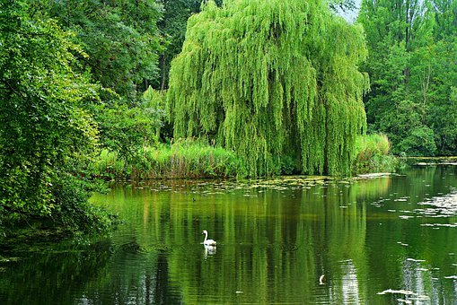 weeping-willow-4334489__340.jpg