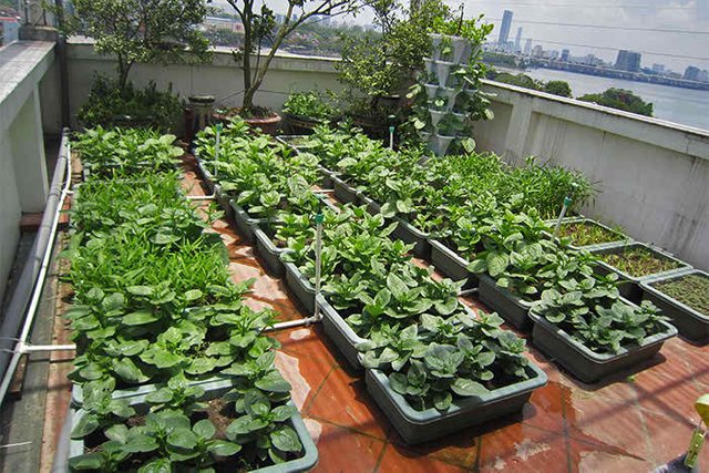 Rooftop-vegitable-garden.jpeg
