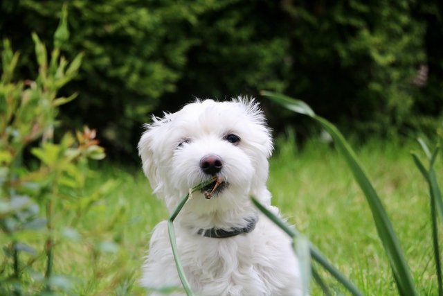 White long coat small dog on green grass.jpg