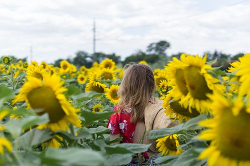 Portrait_Sunflower_Field_06.jpg