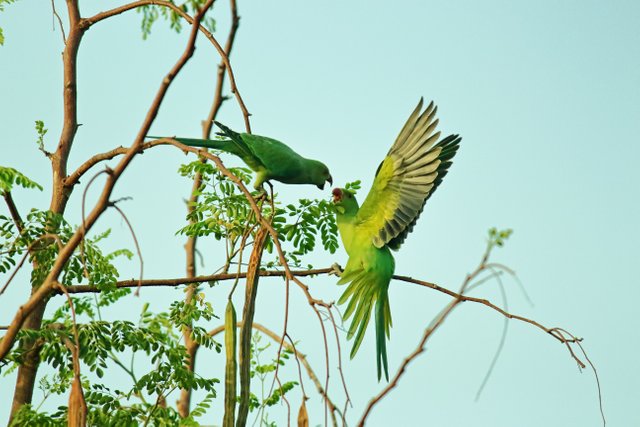 animals-avian-beaks-1098254.jpg