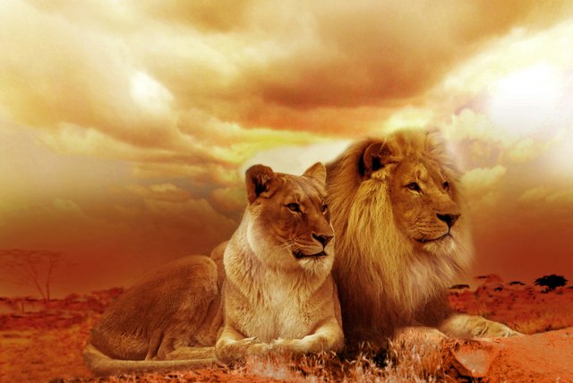 africa-animals-lioness-40756.jpg