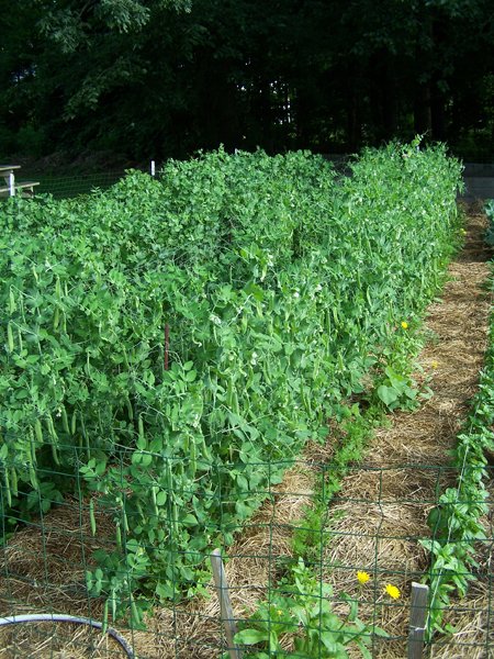 Small garden - sugar and green peas, carrots, basil crop July 2018.jpg