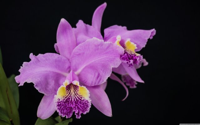 wp3339886-orchid-flower-4k-wallpapers.jpg