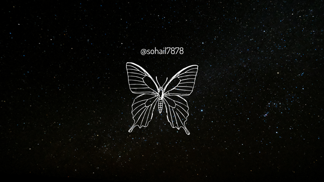 butterfly desktop wallpaper.png