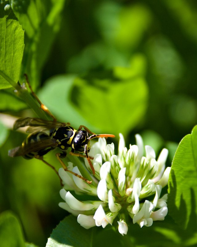 wasp on clover