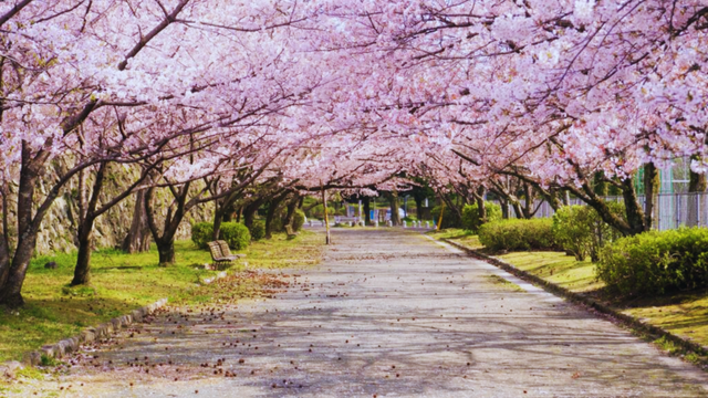 Fukuoka March 27, with full bloom on April 2.png