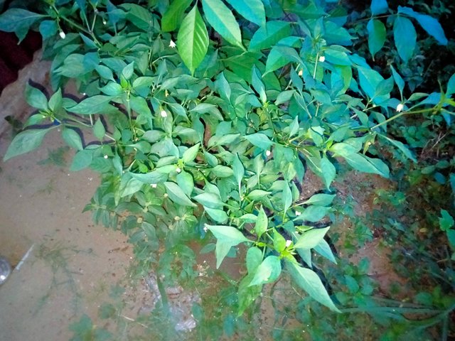 IMG20250803061602.jpg