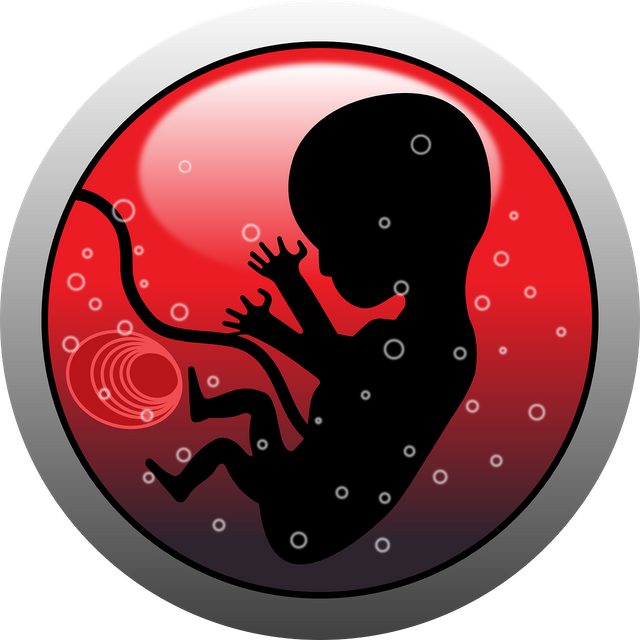 embryo-159691_1280.png