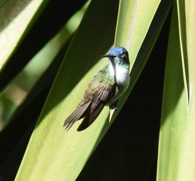 Azure-crowned Hummingbird_4580.JPG