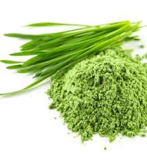 wheatgrass.jpg