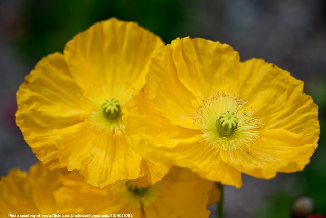 DoubleYellowFlowers-001-081218.jpg