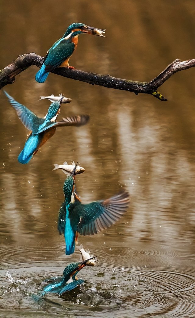 kingfisher-1338235_1280.jpg