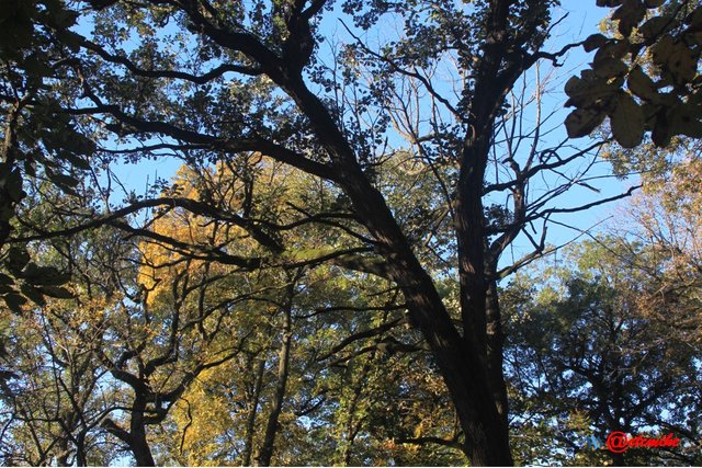 fall colors trees fontenelle forest landscape Fall0039.JPG