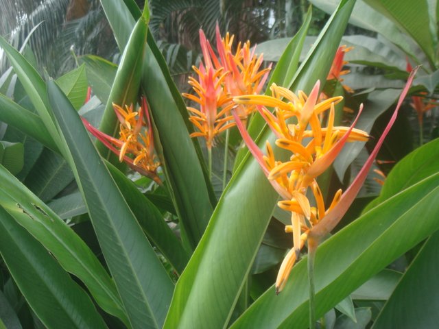 canna Lily .JPG