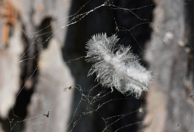 feather spiderwebs.jpg