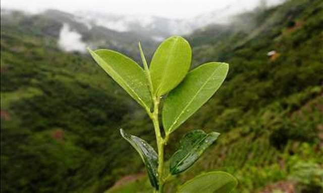 hoja de coca tomada de google, espiritualidad.jpg