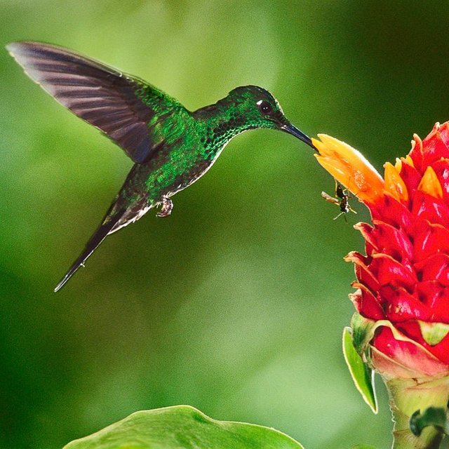 Photo by @FransLanting Hummingbirds are addicted to sugar; they need it to susta.jpg