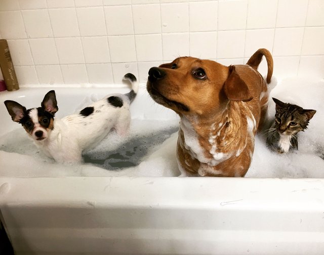 dog-bath-time.jpg