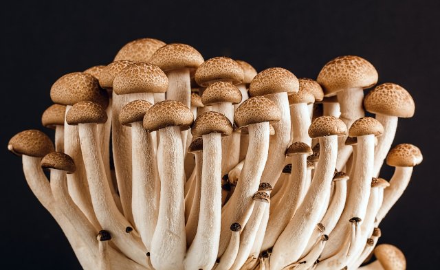 mushroom-small.jpg