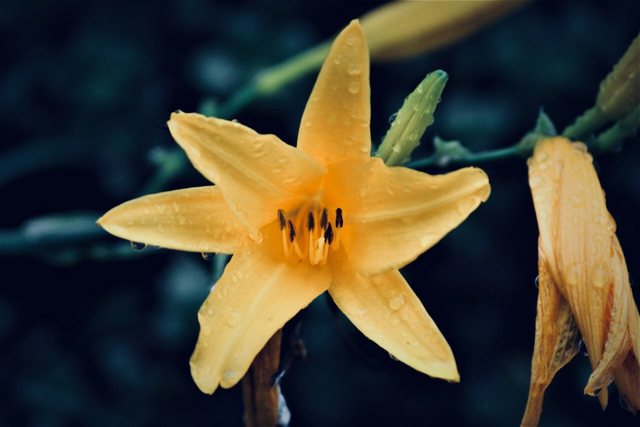 flor amarilla 2 (2).png